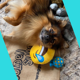 Pomeranian dog opening gift posing kong